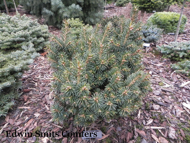 Picea schrenkiana 'Alma Ata'